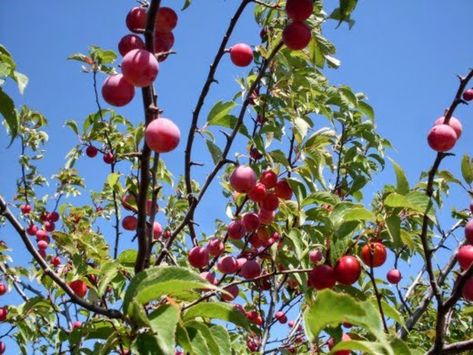 Wild Plum Jam Recipe, Wild Plum Jam, Plum Jam Recipes, Canning Equipment, Wild Plum, Plum Recipes, Plum Jam, Canning Lids, Jelly Recipes