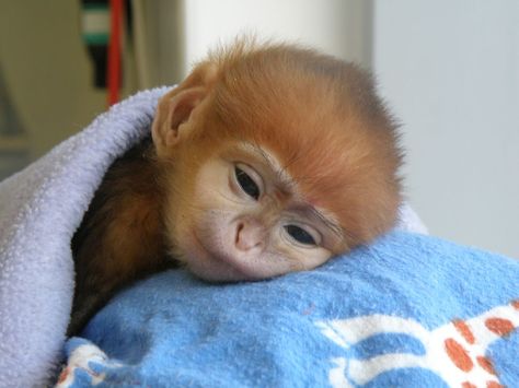 happy, sleepy, little monkey. Monkey Love, Baby Monkeys, Monkey Business, Baby Monkey, Animal Pics, Primates, Animal Love, Beautiful Animals, Love Animals