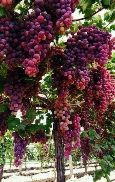 Green Grapes Aesthetic, Grapes Aesthetic, Dionysus Aesthetic, Amazing Fruits, Kaktus Dan Sukulen, Fruit Aesthetic, Berry Punch, Greek Pantheon, Fruits Photos