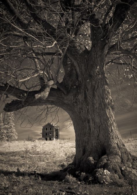 The old Cunningham house and its tree Allamakee County Iowa By James Wheeler Famous Castles, Abandoned House, Old Tree, Abandoned Mansions, Old Farm Houses, Haunted Places, Old Farm, Abandoned Buildings, Abandoned Houses