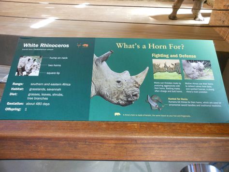 Bronx Zoo- Zoo Center- White Rhinoceros Exhibit Signage Zoo Interpretive Signage, Zoo Signage Design, Snake Exhibit, Zoo Typography, Zoo Advertising, Exhibit Signage, Zoo Sign, Zoo Education, Zoo Signage