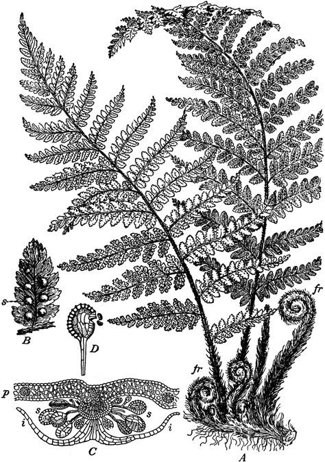 Fern Spore Plant Fern Spores, Hanya Tattoo, Fern Tattoo, Botanical Tattoo, Fern Plant, Plant Drawing, Nature Tattoos, Botanical Drawings, Skin Art