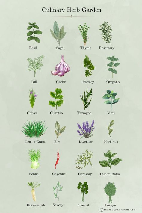 Culinary Herb List Inside Herb Garden Ideas Kitchens, Herb Garden List, Mediterranean Herb Garden, Italian Herb Garden, Herbs To Plant Together, Aesthetic Pantry, Culinary Herb Garden, Culinary Garden, Botanical Herbs