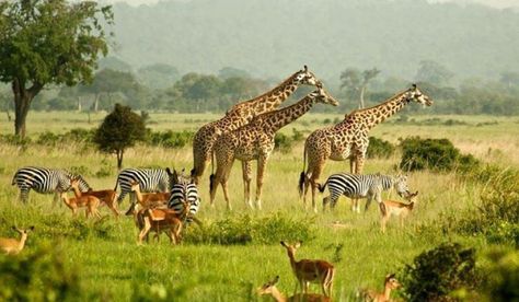 Zoo Giraffe, Serengeti Tanzania, Gorilla Trekking, Africa Wildlife, Kenya Safari, Tanzania Safari, Serengeti National Park, Luxury Safari, Big Animals