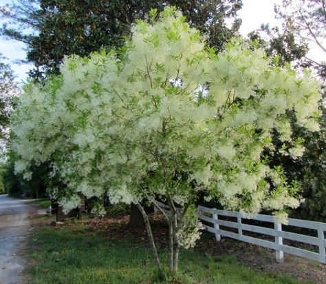 I take it all back.  THIS one is my favorite.  Chionanthus virginicus!!!  Took me years to find it, and it established quickly and the bloom season is growing longer every year.  Good job, tree. Fringe Tree, Ornamental Trees, Native Garden, Trim Healthy, Deciduous Trees, Ornamental Grasses, Garden Trees, Small Trees, Flowering Trees