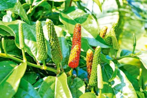 A food writer tracks a centuries-old fiery native horseradish that is all but lost to Indian culinary history Long Pepper, Spicy Soup, Lentil Curry, Spice Grinder, Pepper Seeds, Indian Cooking, Flowering Vines, Mortar And Pestle, Rarity