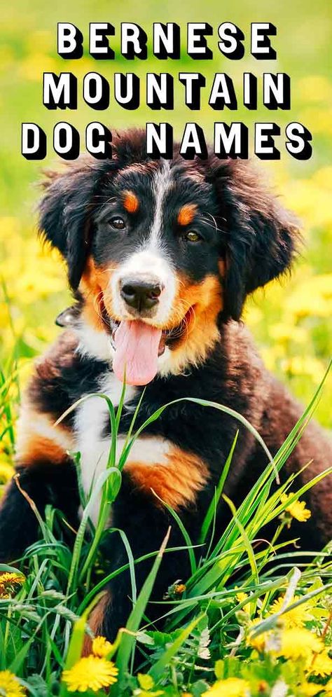 Bernese Mountain Dog Names - Perfect For Your Big Fluffy Dog Bernese Mountain Dog Names, Berner Dog, Big Fluffy Dogs, Bernese Dog, Working Dogs Breeds, Best Dog Names, Bernese Mountain Dog Puppy, Pedigree Dog, Cute Corgi Puppy