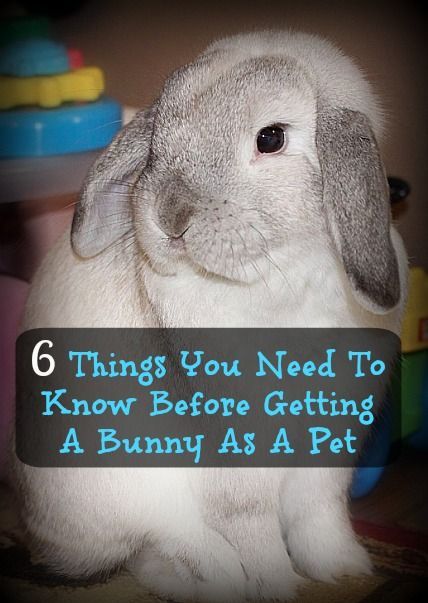 For Easter, many people give pet rabbits as gifts. Having a pet bunny is an important responsibility, though! Here are six things you need to know before getting a bunny as a pet, whether for a child or an adult. Classroom Bunny Pet, Rabbit As A Pet, Brown Lop Bunny, Rabbit Pet Care, Raising Rabbits For Pets, Bunny Accessories Pet, How To Care For A Bunny, Bunnies As Pets, Bunny As A Pet