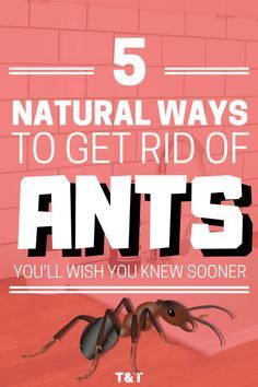 How to Get Rid of Ants in the House Naturally Without Chemicals Kill Ants Naturally, Home Remedies For Ants, Ant Remedies, Ant Spray, Ant Repellent, Ant Problem, Ants In House, Ant Control, Kill Ants