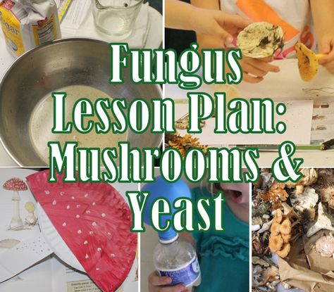 Observe mushrooms, learn their parts, taste mushrooms, learn how they reproduce, create a mushroom craft, create dough, blow up a balloon using yeast, and more in this fun, hands-on lesson plan on the fungi kingdom. Children's book list on mushrooms is included. Geared toward elementary & preschool. Mushroom Lesson Plan, Mushroom Unit Study Free, Mushroom Unit Study, Mushroom Kindergarten, Mushroom Activities For Kids, Parts Of A Mushroom, Nature Classroom, Fungi Kingdom, Mushroom Farm