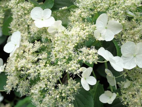 11 Best Shade Plants to Grow Along a North-Facing Wall Small North Facing Garden Ideas, Best Shade Plants, Hydrangea Shade, Victorian Front Garden, Best Plants For Shade, Front Door Plants, Garden Ideas Uk, Small Front Gardens, Shade Tolerant Plants