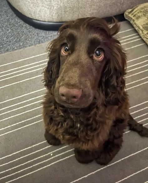 Liver Cocker Spaniel, Dark Brown Cocker Spaniel, Cockaspaniel Puppies, Cocaspanial Dog, Chocolate Brown Cocker Spaniel, Coco Spaniel, English Cocker Spaniel Aesthetic, Chocolate Spaniel, Cocker Spaniel Chocolate