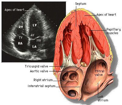 Diagnostic Medical Sonography Student, Cardiac Sonography, Sonography Student, Vascular Ultrasound, Diagnostic Medical Sonography, Ultrasound Tech, Medical Student Study, Cardiac Nursing, Medical School Studying