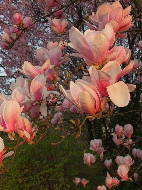 Magnolia Magnolia Bush, God Artwork, Pink Magnolia, Magnolia Tree, Secret Language, Magnolia Trees, Magnolia Flower, Passion Flower, Peach Blossoms