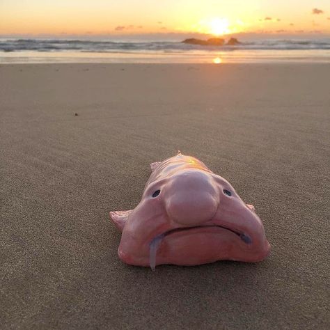 🌊 Save Our Oceans 🌊 on Instagram: “The blobfish is a deep sea fish of the family Psychrolutidae. It inhabits the deep waters off the coasts of mainland Australia and…” Blob Fish In Water, Animals Group, Save Our Oceans, Deep Sea Creatures, Unusual Animals, Deep Sea Fishing, Rare Animals, Sea Fish, Weird Animals