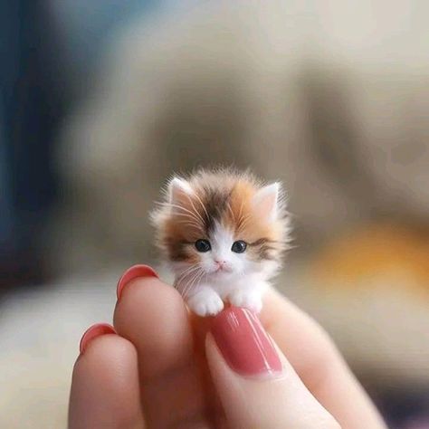 Cute Small Animals, Image Cat, 강아지 그림, Tiny Kitten, Cute Animals Puppies, Very Cute Dogs, Cute Little Kittens, Cute Cats Photos, Cute Animals Images