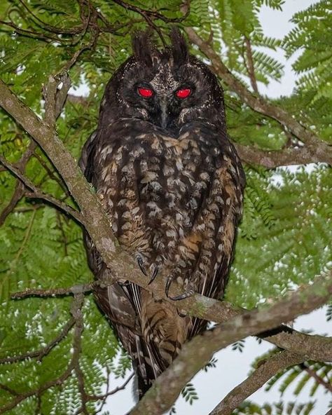 Natures Gnarly no Instagram: “The Stygian Owl 👹 - Image ©️ by @eigi.iwasaki Their eyes are actually yellow, but appear red/orange in the sunlight. #naturesgnarly” Stygian Owl, Terrifying Pictures, Harpy Eagle, Cele Mai Drăguțe Animale, Scary Animals, Owl Eyes, Red Eyes, Beautiful Birds, Animal Kingdom