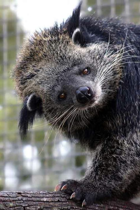 Binturong. Unusual Animals, Rare Animals, Cute Wild Animals, Weird Animals, Unique Animals, Animal Wallpaper, Animal Planet, Animal Photo, Forest Animals