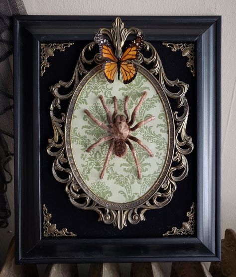 I Create Baroque And Gothic Wall Mounts Out Of Taxidermied Spiders Goth Wall Art, Spider Drawing, Gothic Bedroom, Spiders Scary, Spokane Washington, Wall Mounts, Cute House, Butterfly Frame, Fall Halloween Decor