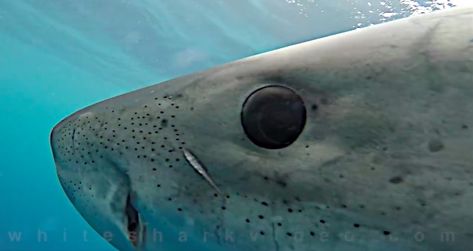 Let a great white shark look you in the eye (video) Shark Eyes, Shark Video, Shark Swimming, Deep Sea Creatures, Tiger Shark, The Great White, Sharp Teeth, Sea Creature, Shark Week