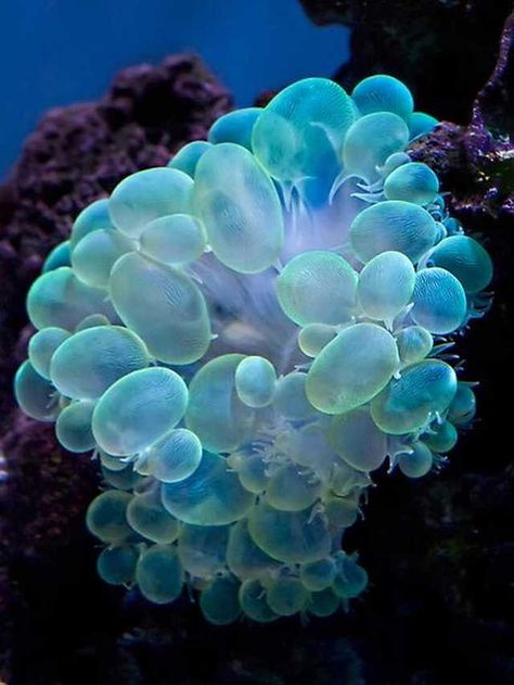 Forms - Imgur Bubble Coral, Creature Marine, Bawah Air, Conservation Biology, Fauna Marina, Blue Things, Sea Anemone, Saltwater Tank, Beautiful Sea Creatures