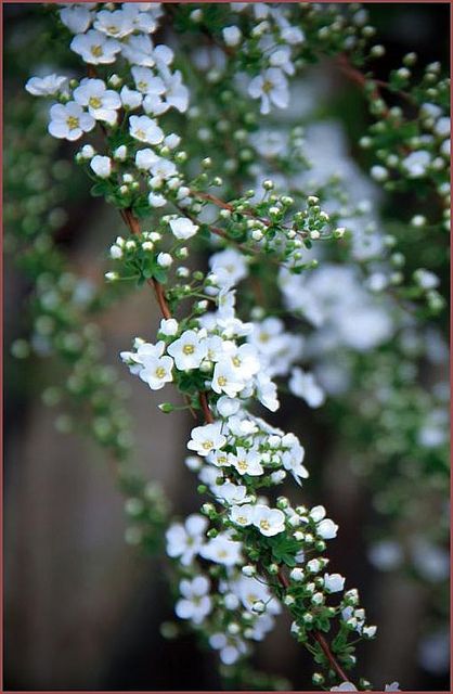 ~~Yuki yanagi (Snow willow) by T.takako~~ Flowers Growing, Moon Garden, White Garden, White Gardens, Trees And Shrubs, Dream Garden, Love Flowers, On The Side, Pretty Flowers