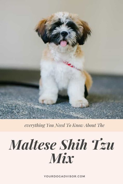 Everything You Need To Know About The Maltese Shih Tzu Mix | Your Dog Advisor Shih Tzu Tattoo, Shih Tzu Haircuts, Shih Tzu Grooming, Dog Crossbreeds, Shitzu Puppies, Maltese Shih Tzu, Maltese Mix, Grooming Style, Shih Tzu Mix