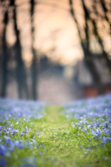 Background References, Garden Background, Pretty Photography, Blur Background Photography, Beach Background Images, Beautiful Roads, Scenery Pictures, Forest Path, Spring Mood