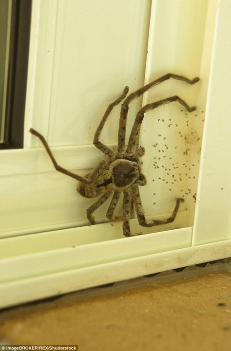 Looks like we'll be climbing out the window then! Massive Huntsman spider is pictured hiding in between a door frame Read more: http://www.dailymail.co.uk/news/article-3361695/Is-world-s-biggest-spider-optical-illusion-Huge-spider-pictured-trying-sneak-house.html#ixzz3uUOyCmG3 Follow us: @MailOnline on Twitter | DailyMail on Facebook Aesthetic Spider, Spider Aesthetic, Spider Photography, Drawing Spider, Tattoo Spider, Cake Spiderman, Nails Spider, Web Nails, Costume Spider