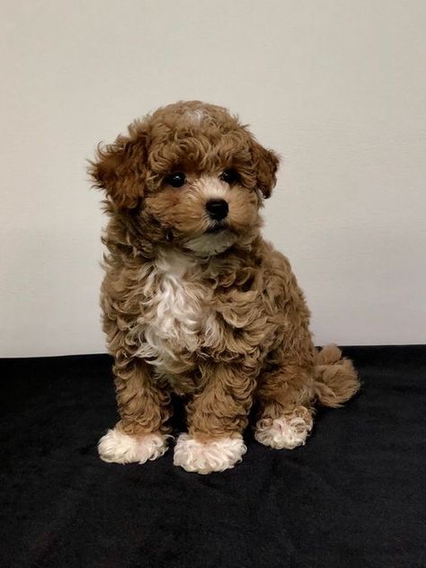 Maltipoo Dark Brown, Maltipoo Adult, Maltipoo Full Grown, Brown Maltipoo, Smallest Dog Breeds, Cute Tiny Dogs, Teacup Dog Breeds, Smallest Dog, Teacup Maltipoo