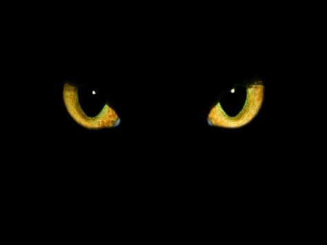 Cat eyes Lock Unlock Wallpaper, Cat Eyes Drawings, Your Warrior Cat Name, Cat Eyes Tattoo, Unlock Wallpaper, Cat Eye Tattoo, Cat Eye Art, Kawai Icon, Yellow Cat Eyes