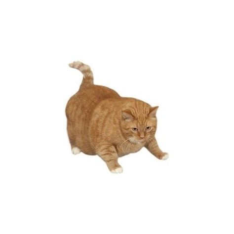 Cat Png, Orange Cat, Orange, White