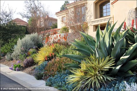 Piece of Eden truly is a slice of paradise (part 2) Mediterranean Front Yard, Drought Tolerant Shrubs, Succulent Garden Landscape, Succulent Landscape Design, Succulent Garden Indoor, Table D Hote, Succulent Landscaping, Mediterranean Landscaping, Garden Indoor