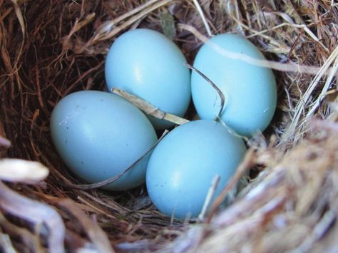 Robin’s egg blue: eggs of the American robin (Turdus migratorius). (Photo courtesy of Steve Willson). Eggs In A Nest, Robin Eggs, Birds Nests, Blue Bathroom Tile, Egg Nest, Eggshell Blue, What Is A Bird, Blue Eggs, Bird Eggs