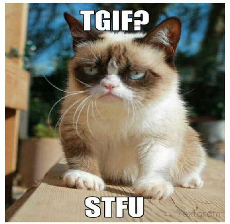 TGIF Grumpy cat Grump Cat, Grumpy Cat Meme, Grumpy Cat Quotes, Funny P, Cat Jokes, Grumpy Cat Humor, Memes Sarcastic, Humor Grafico, Cat Quotes