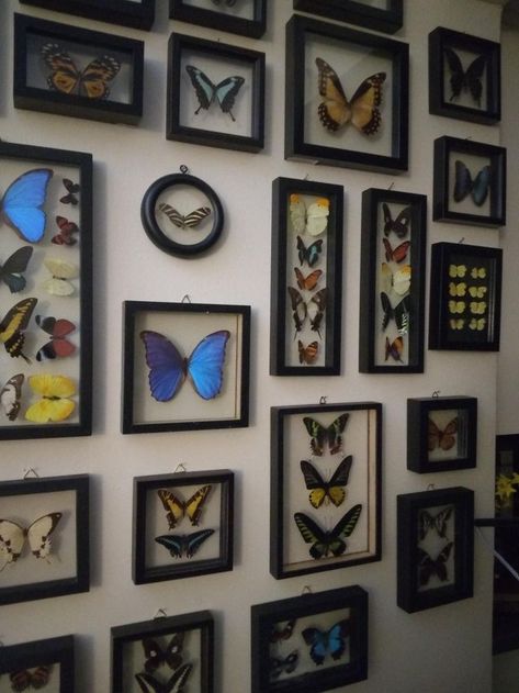 Butterfly Gallery Wall Section 5 Framed Butterflies, Entomology, Natural Science Bug Themed Bedroom, Biology Room Decor, Pinned Bugs, Diy Tableau, Insect Specimen, Bug Wall, Wall Section, Insect Decor, Taxidermy Decor