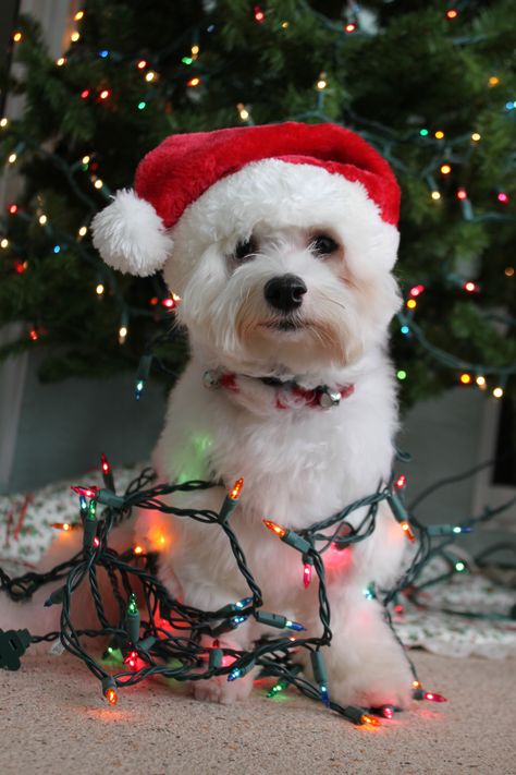 Dog Christmas Photos, Dog Christmas Pictures, Merry Christmas Dog, Dog Wrap, Christmas Puppy, Christmas Photoshoot, Dog Wallpaper, Pet Holiday, Cute Dogs And Puppies