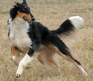 Unique color Animals In Motion, Dog Posing, Soft Expression, Animal Poses, Borzoi Dog, Dog Anatomy, Dog Poses, Tri Colour, Animal References