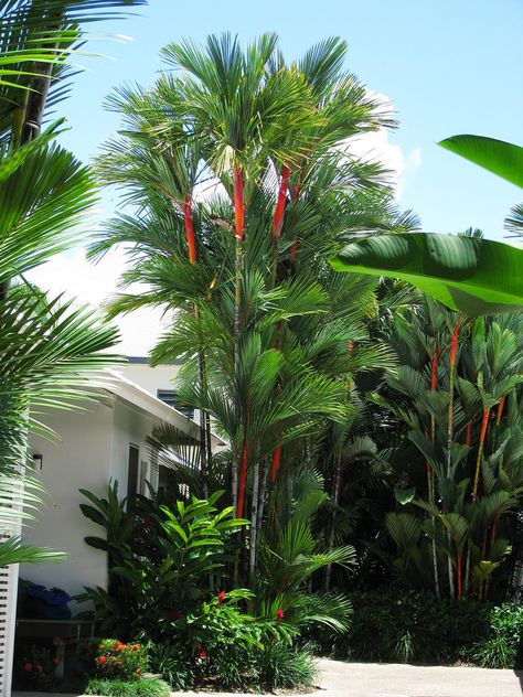 Lipstick Palm, Palm Trees Garden, Tropical Backyard Landscaping, Backyard Resort, Tropical Landscape Design, Palm Trees Landscaping, Florida Landscaping, Florida Plants, Tropical Garden Design