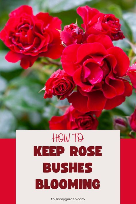 Up close image of large red roses in full bloom. From thisismygarden.com. Roses Garden Care, Rose Bush Care, Rose Plant Care, Rose Cuttings, Bush Plant, How To Make Rose, Rose Bushes, Garden Flower Beds, Traditional Roses