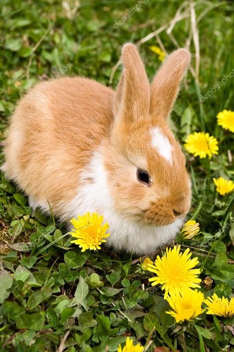 Grass Flowers, Animal Help, Rabbit Easter, Happy Pictures, About Easter, Flowers Yellow, Spring Art, Easter Rabbit