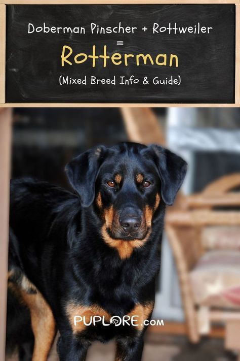 Rotterman: Doberman Rottweiler Mix Breed Guide