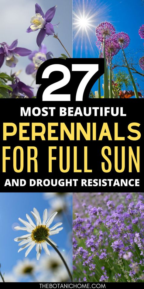 Four images of full sun perennial flowers. Text reads: 27 most beautiful perennials for full sun and drought resistance. Sun Flower Beds Ideas, South Side Of House Landscaping, Flower Beds In Front Of House Perennials, Full Sun Flowering Bushes, Full Sun Perineal Flower Bed Ideas, Morning Sun Perennials, Full Sun Drought Tolerant Perennials, Perineal Flowers Full Sun, Morning Sun Afternoon Shade Perennials