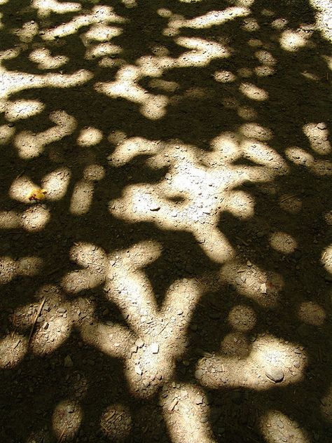 dappled light Light And Shadow Photography, Dappled Light, Shadow Photography, Kids At Home, Light Home, Shadow Play, Luz Natural, Chiaroscuro, Morning Light