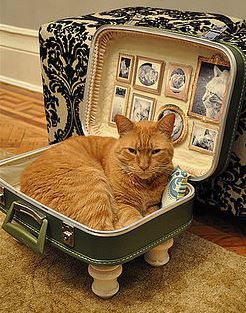 Catbed from suitcase - step by step Photo tutorial - Schritt für Schritt Bildanleitung Katt Diy, Diy Cat Bed, Katt Grejer, Kat Diy, Diy Suitcase, Old Suitcases, Vintage Suitcase, Diy Cat, Modern Cat