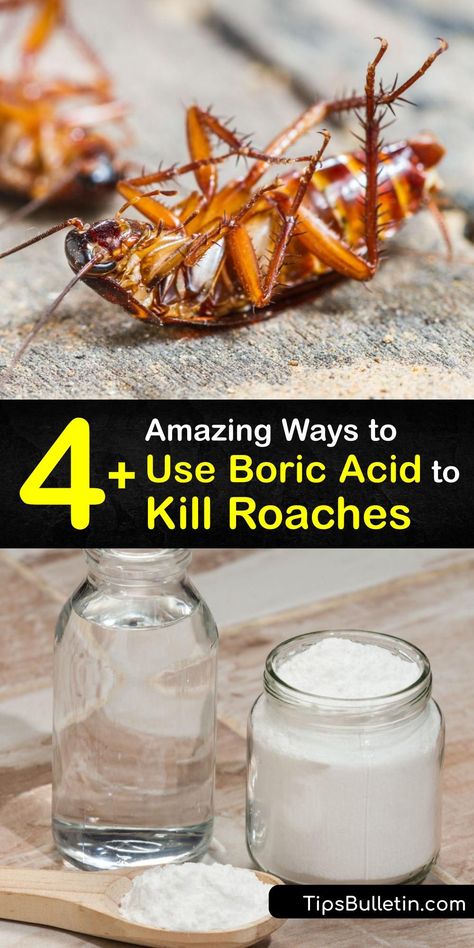 Roach Traps Homemade, How To Get Rid Of Roches, Ways To Get Rid Of Roaches, How To Repel Roaches, Best Way To Get Rid Of Cockroaches, How To Get Rid Of Cockroaches Fast Diy, How To Get Rid Of German Roaches, Get Rid Of Cockroaches Naturally, German Cockroaches How To Get Rid Of