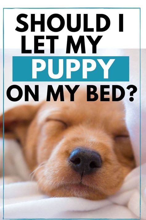 Should I let my dog sleep in my bed? #dogs #sleeping with dogs Sleeping With Dogs, Sleep Techniques, Puppy Whining, Puppy Feeding Schedule, Dogs Sleeping, Crying At Night, Puppies Tips, Dog Sleeping, Puppy Snuggles