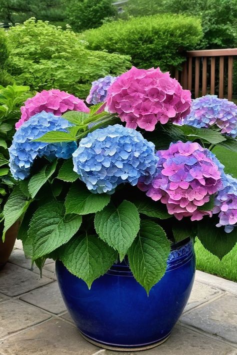 Can You Grow Hydrangeas In A Pot, Planting Hydrangeas In Pots, Growing Hydrangeas In Pots, Hydrangea In Pots, Watering Hydrangeas, Hydrangeas In Pots, Potted Hydrangeas, How To Grow Hydrangeas, Hydrangea Potted