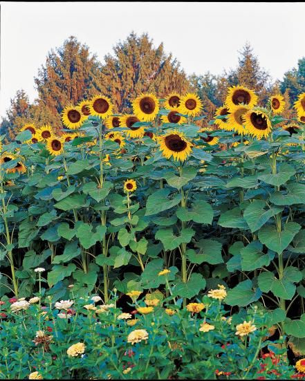 Toss out everything you know about sunflowers: These vibrant beauties come in a rainbow of colors. Growing Sunflowers, Giant Sunflower, Planting Sunflowers, Small Sunflower, American Giant, Sunflower Colors, Sunflower Pictures, Sunflower Garden, Samos