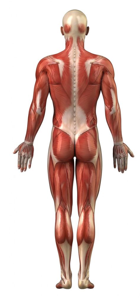 Posterior Chain Exercises, Better Posture Exercises, 남성 근육, Posterior Chain, Strength Training For Runners, Life Drawing Reference, Human Body Anatomy, Muscular System, Muscle Anatomy